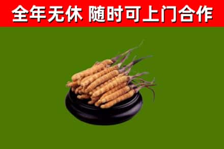 龙胜县回收冬虫夏草